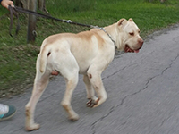 cane corso white